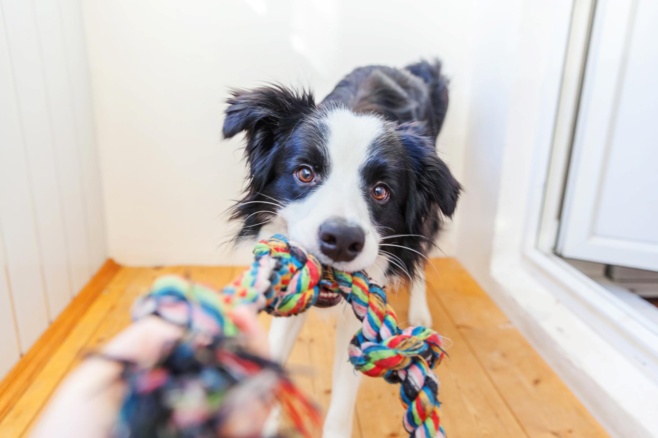 Border collie tugging a rope toy during play in Clearwater, FL