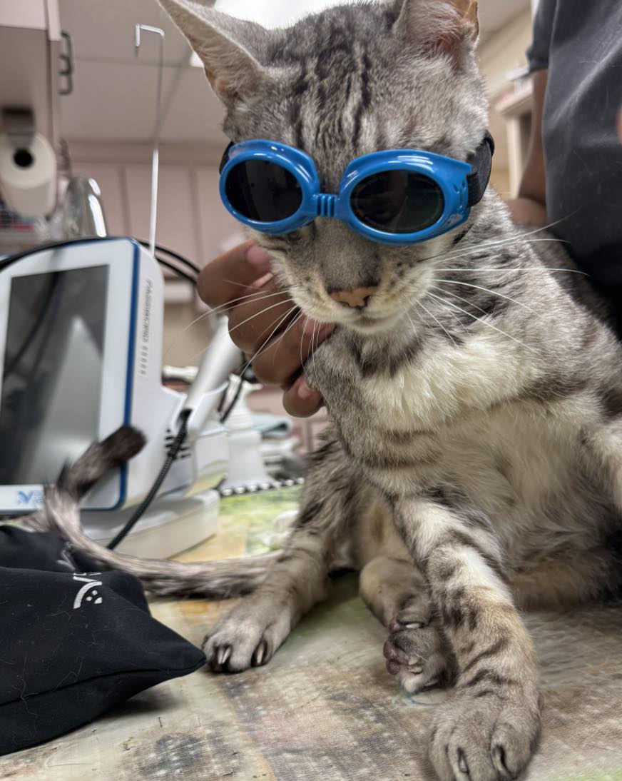 Tabby cat wearing protective goggles during cold laser therapy at Belcher Animal Hospital in Clearwater, FL