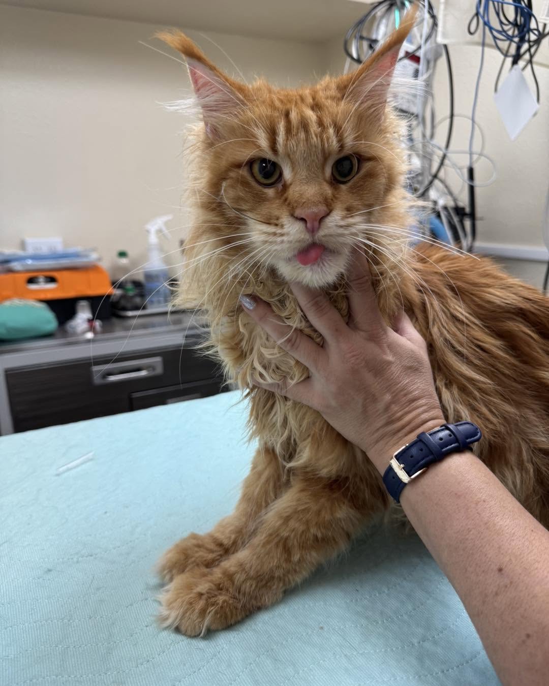 Long-haired orange cat on an exam table being examined at Belcher Animal Hospital in Clearwater, FL