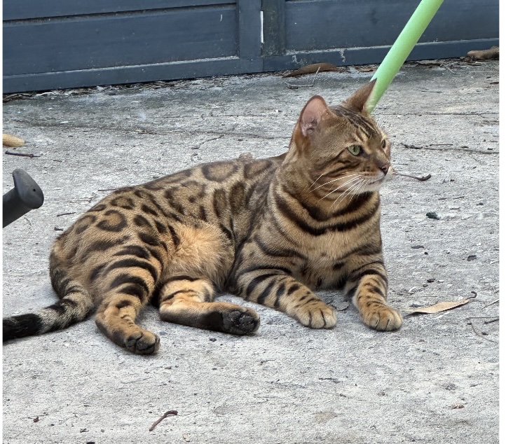 Bengal cat resting outdoors in Clearwater, FL