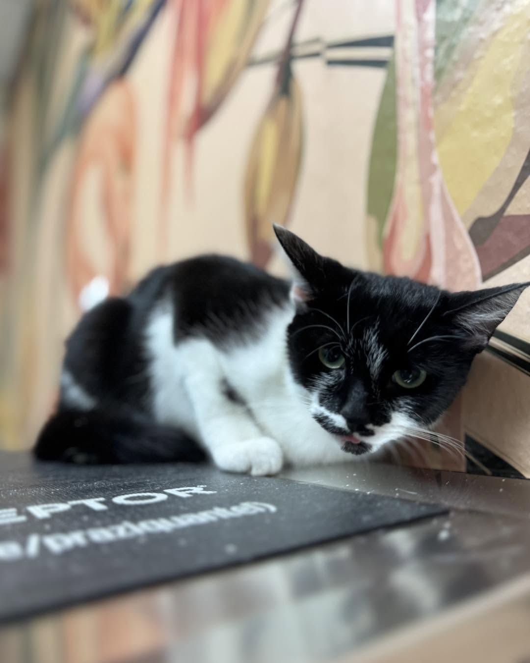 Tuxedo cat crouched on an exam table at Belcher Animal Hospital in Clearwater, FL