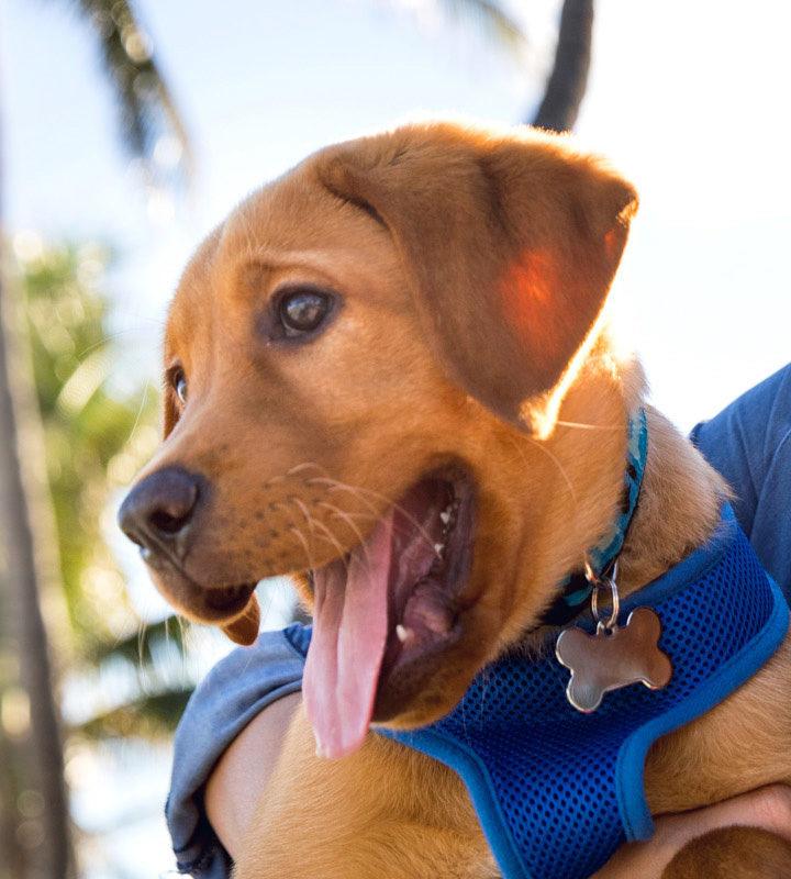 Happy brown puppy in a blue harness held outdoors at Belcher Animal Hospital in Clearwater, FL