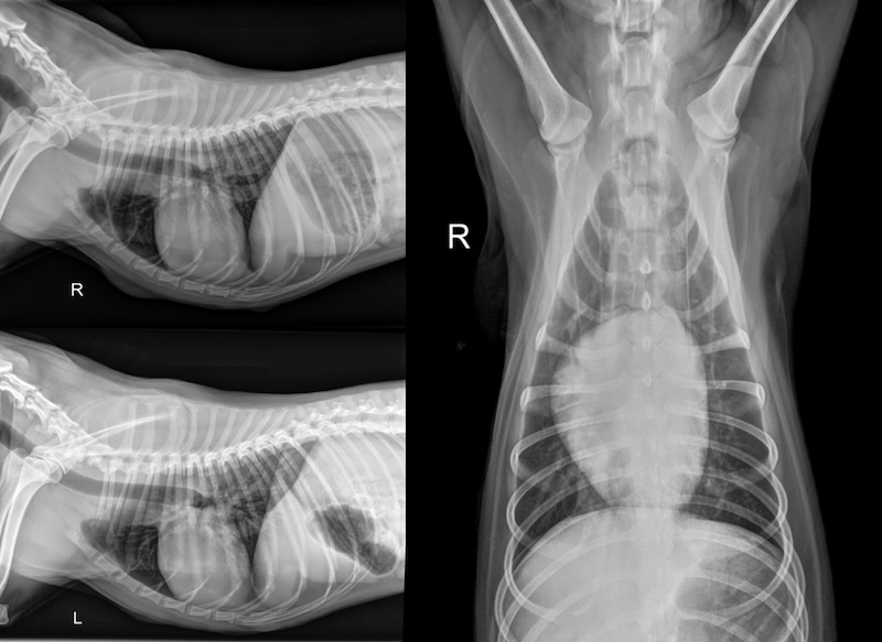 Three-view chest X-rays of a dog taken at Belcher Animal Hospital in Clearwater, FL