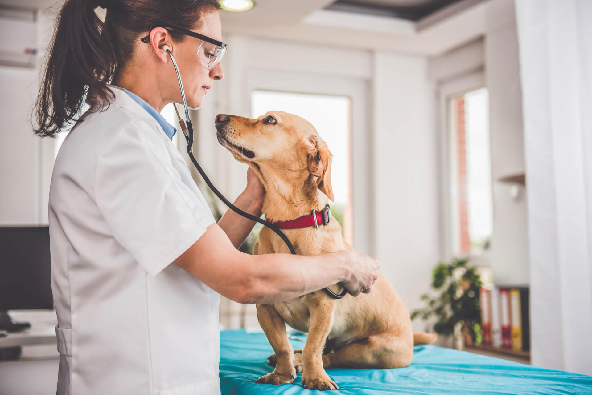Veterinarian listening to a dog's heart with a stethoscope at Belcher Animal Hospital in Clearwater, FL