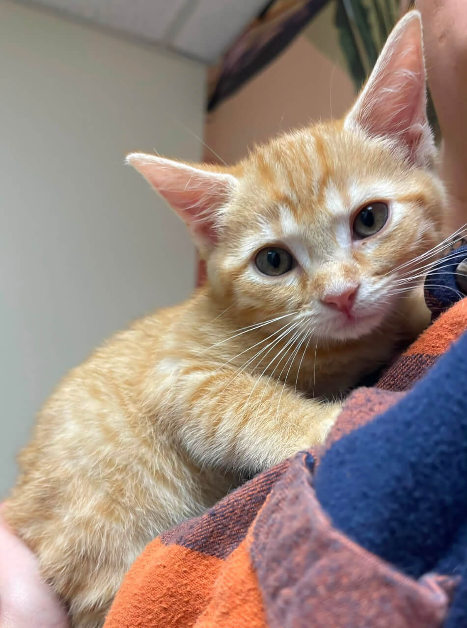 Orange kitten wrapped in a towel and held by a staff member at Belcher Animal Hospital in Clearwater, FL