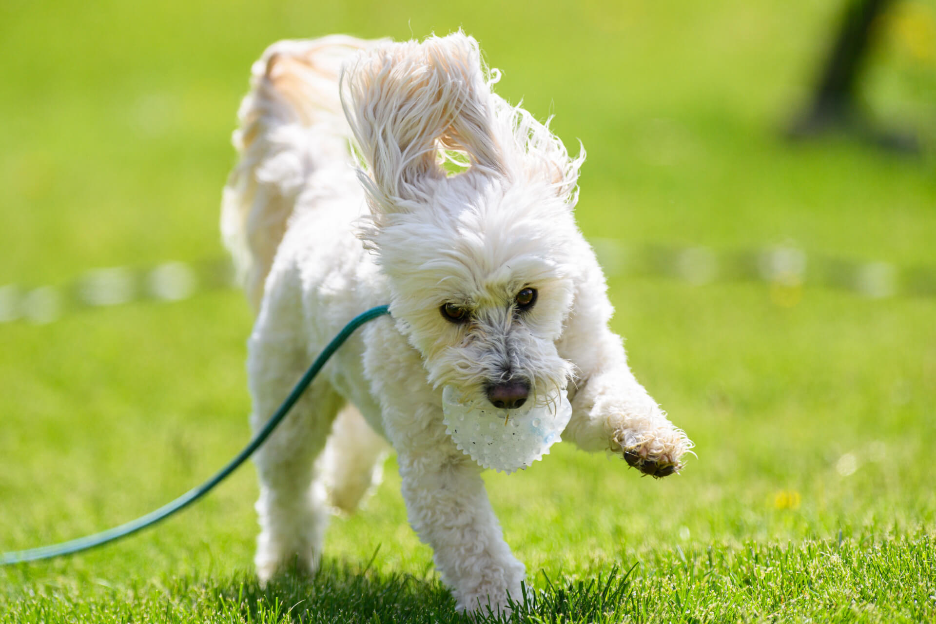 White curly-coated dog carrying a ball across a sunny lawn in Clearwater, FL
