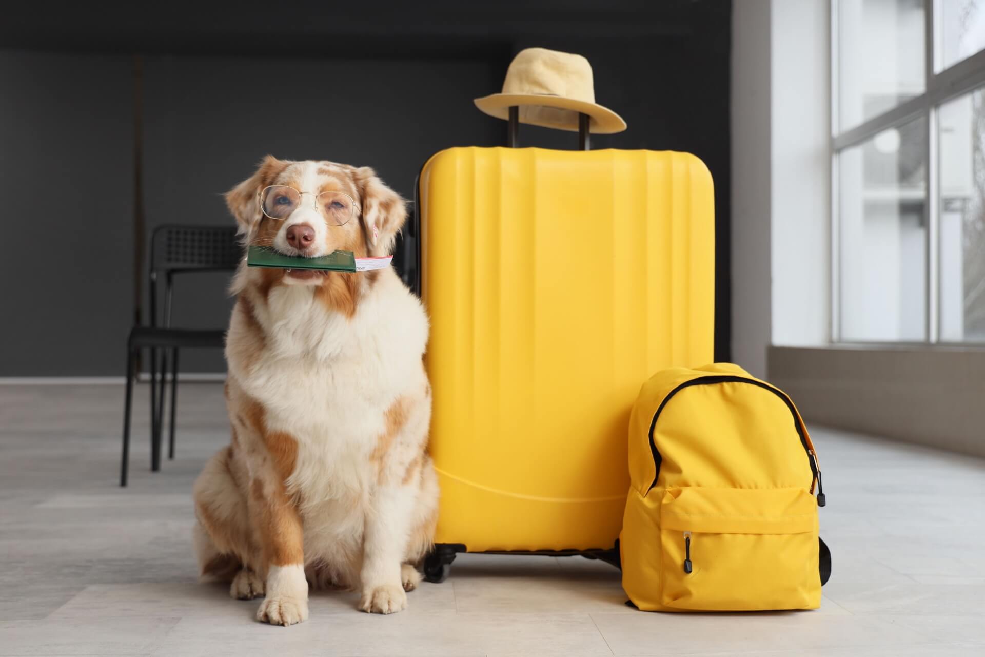 Australian Shepherd holding a passport beside luggage, ready for travel from Clearwater, FL