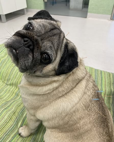Senior pug with acupuncture needles in place at Belcher Animal Hospital in Clearwater, FL
