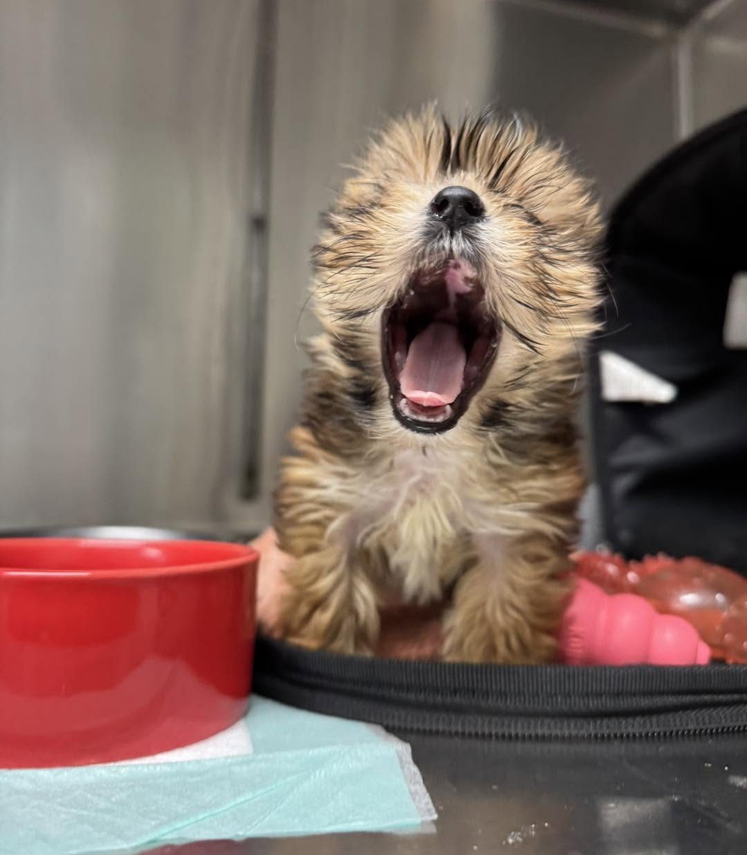 Puppy yawning with its mouth wide open at Belcher Animal Hospital in Clearwater, FL