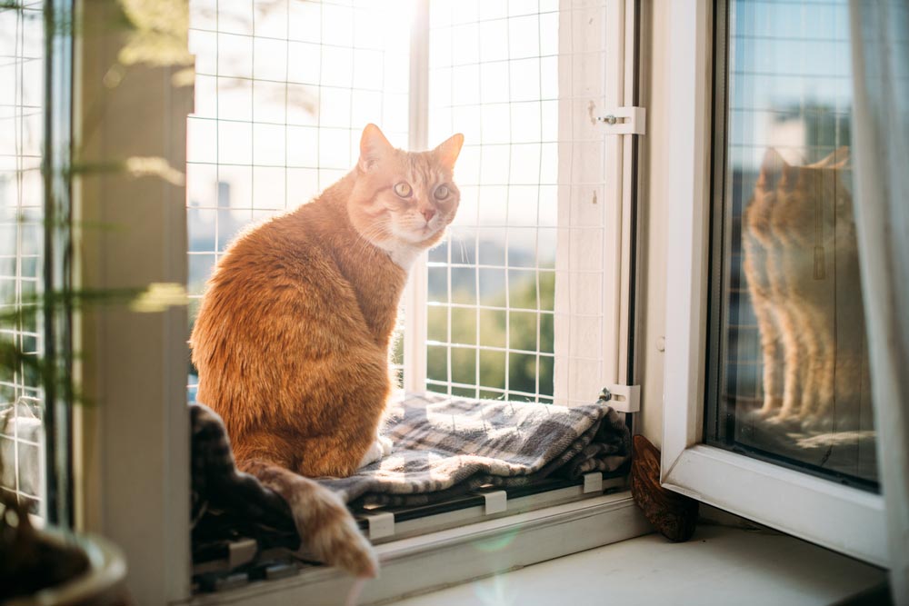 Ginger cat resting on a sunny window perch in Clearwater, FL