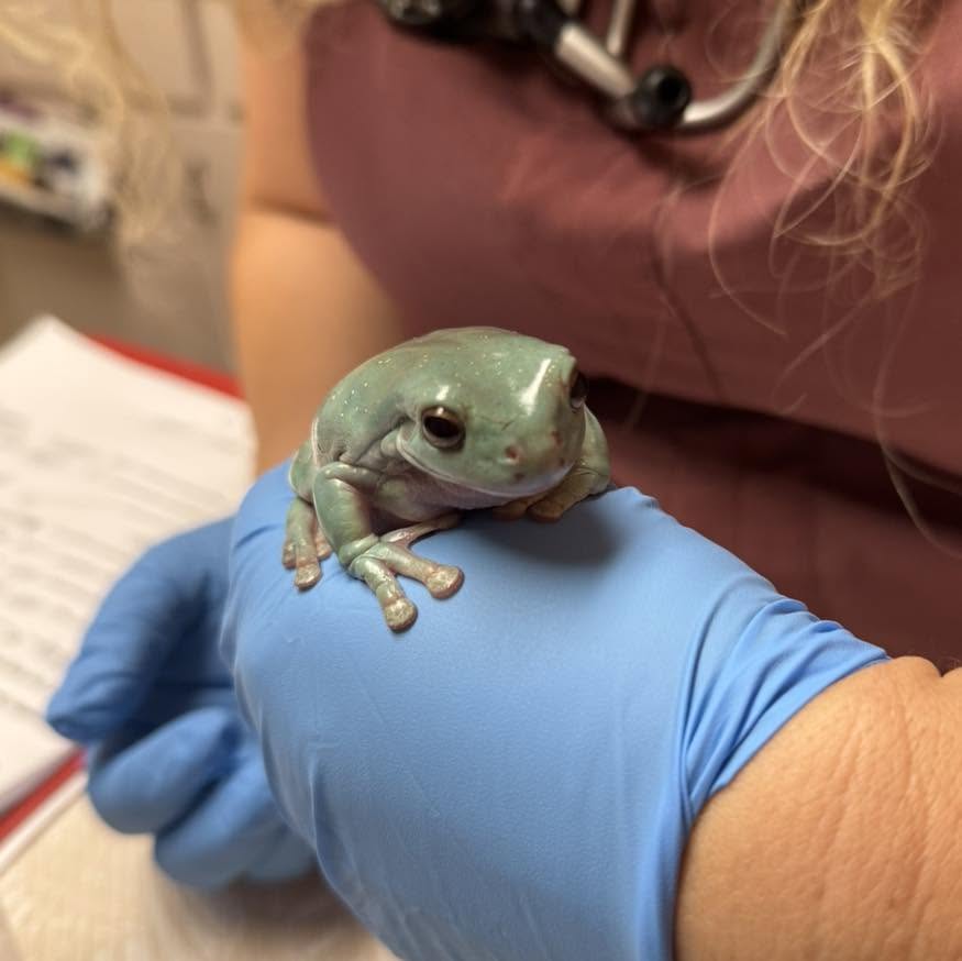 Green tree frog held in a gloved hand at Belcher Animal Hospital in Clearwater, FL