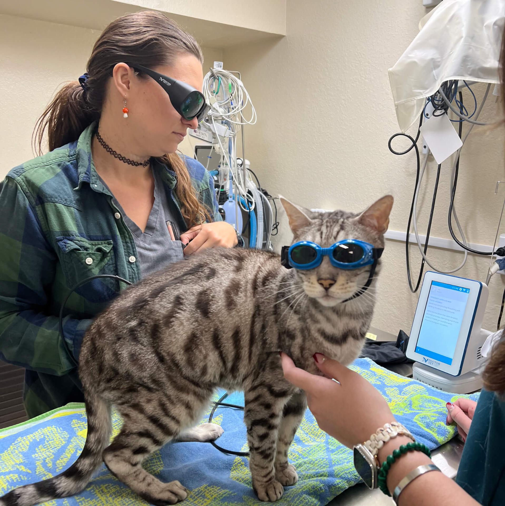Veterinary technician in laser safety glasses treating a goggled cat at Belcher Animal Hospital in Clearwater, FL