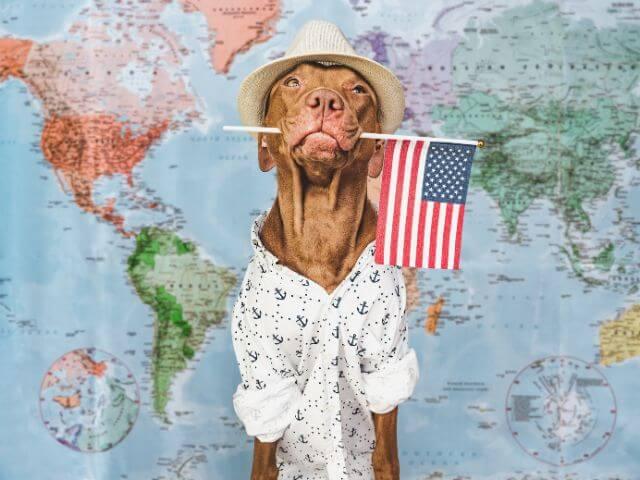 Brown dog in a straw hat holding an American flag by a world map, representing domestic pet travel in Clearwater