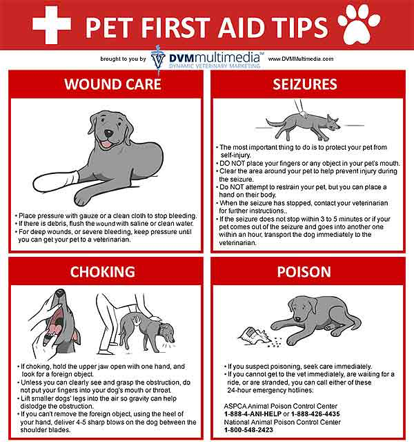 Pet first aid tips brochure from Belcher Animal Hospital in Clearwater, FL