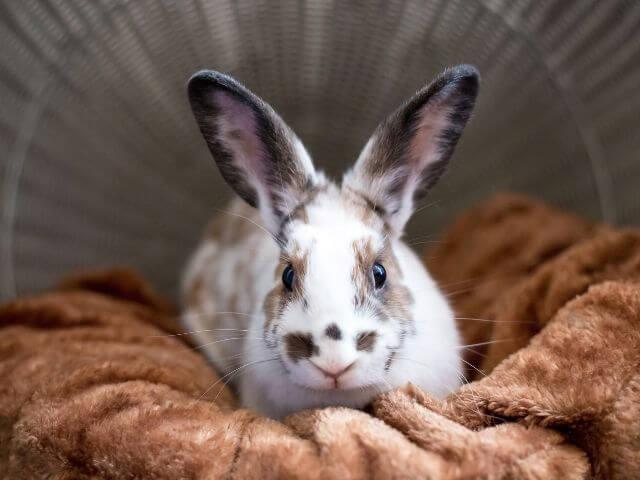 White spotted rabbit resting on a soft brown blanket in a basket, representing rabbit care in Clearwater