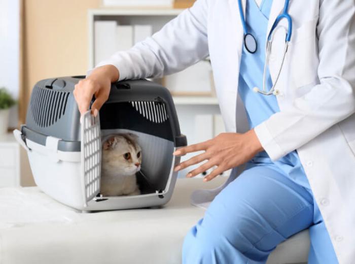Tips & Tricks for Making Vet Visits Easier for Your Cat