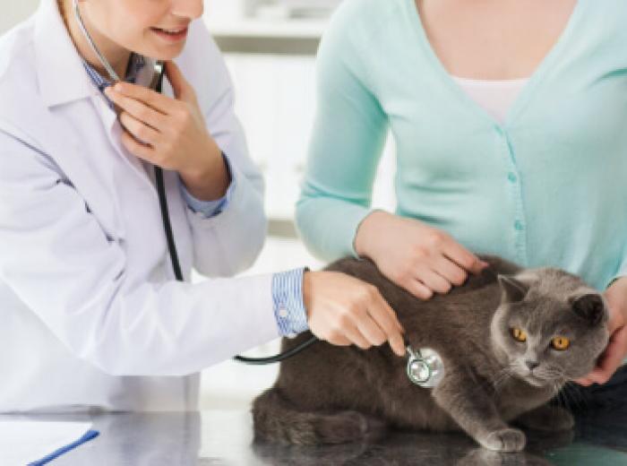 Urgent Care or ER for my dog or cat