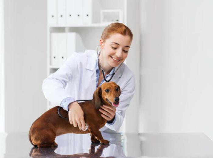 Why Belcher Animal Hospital Offers the Best Urgent Pet Care in Clearwater