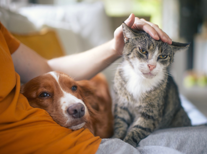 Celebrating Senior Pets and the Lifesaving Value of Wellness Testing