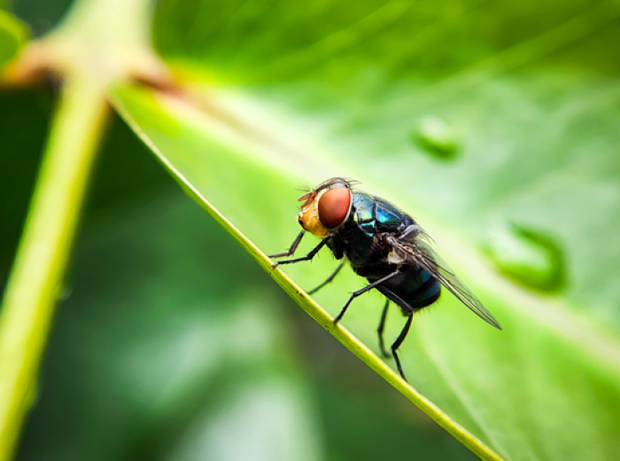 New World Screwworm Is Back: Should Pet Owners Be Concerned?