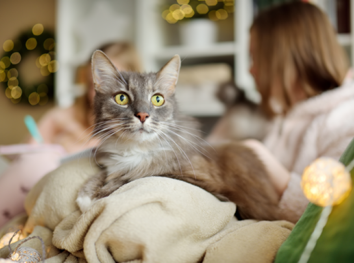 What Pets Actually Want for the Holidays (Hint: It’s Not More Stuff)