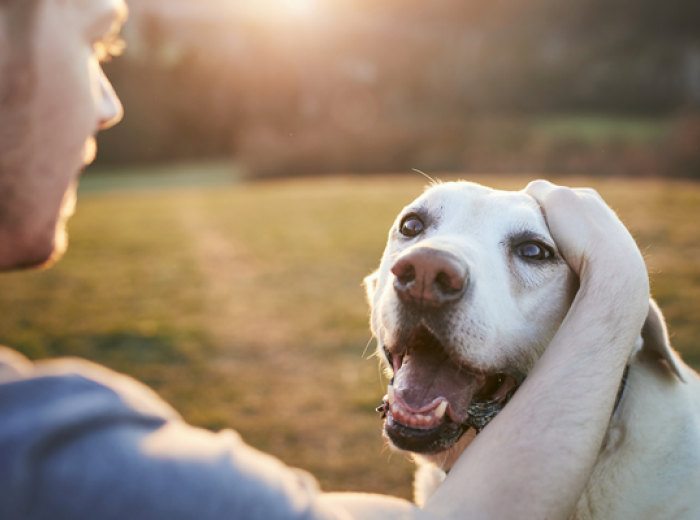 Adopt a Senior Pet Month