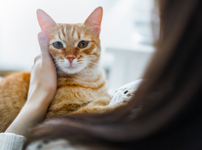 How to Tell If Your Cat Is in Pain – and Why It Matters More Than You Think