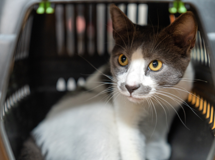 Wildfires and Pets: A Guide to Smoke Safety and Emergency Evacuations