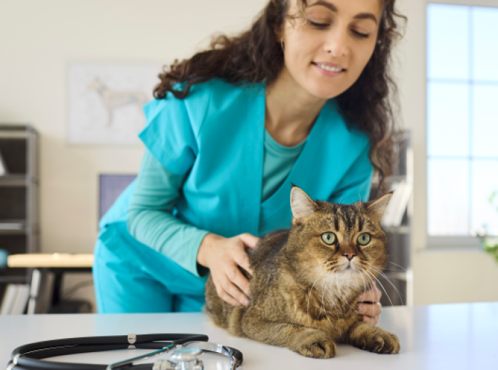 Take Your Cat to the Vet Day: Why Senior Cats Need Regular Checkups