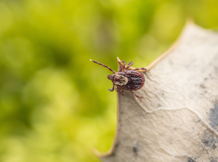 Tick-Borne Diseases in Dogs and Cats: What Every Pet Owner Should Watch For