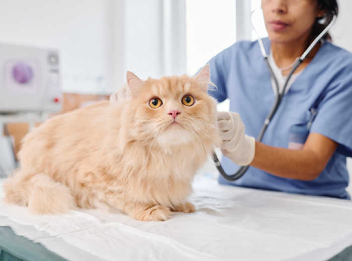 Heartworm is on the Rise—What Every Pet Owner Needs to Know