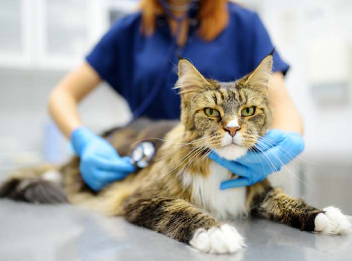 February Is Heart Month: Does Your Cat Have Heart Disease?