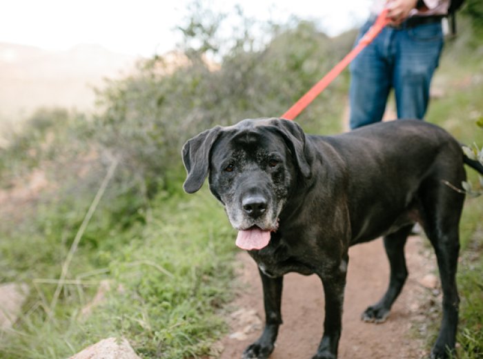 Movement Is Medicine: Why Senior Dogs and Cats Need to Keep Moving