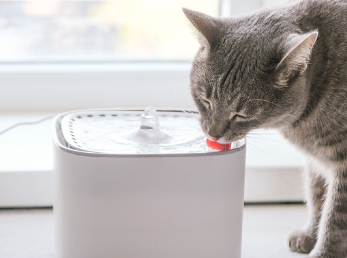 More Than a Water Bowl: Simple Ways to Keep Your Pet Well Hydrated