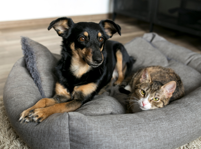 World Rabies Day: What Every Dog and Cat Owner Should Know