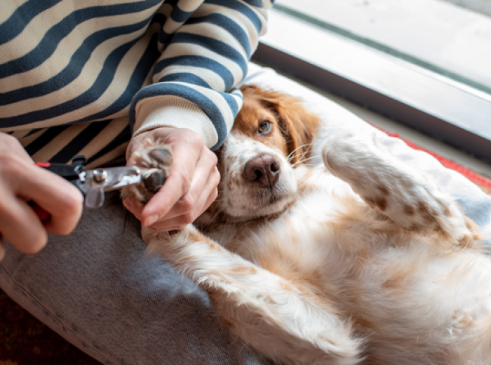 Broken Nails in Dogs: What to Do—and How to Make Nail Trims Easier