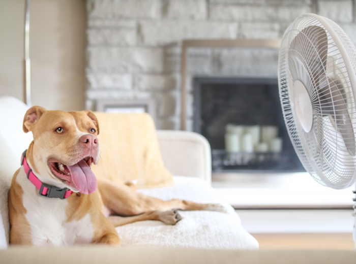 10 Hot Weather Safety Tips Every Pet Owner Should Know