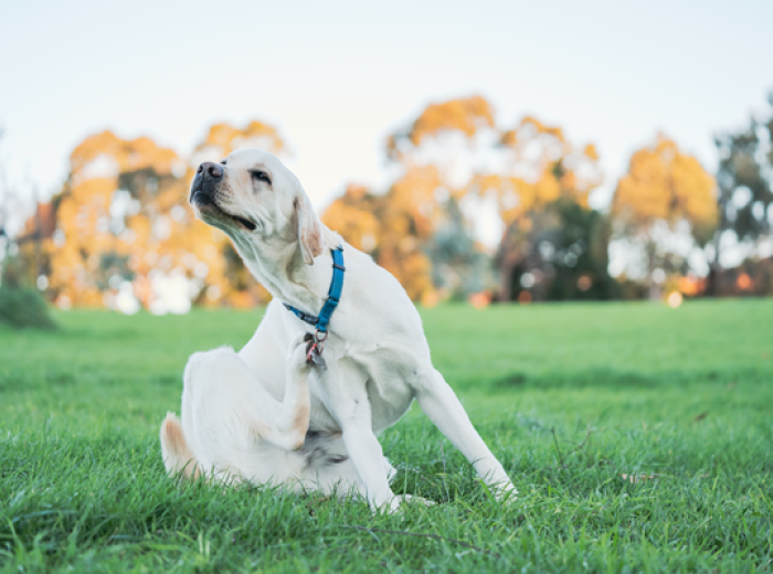 Why Spring Can Be So Itchy