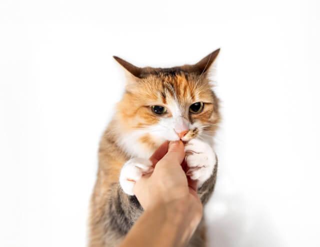 Dentistry